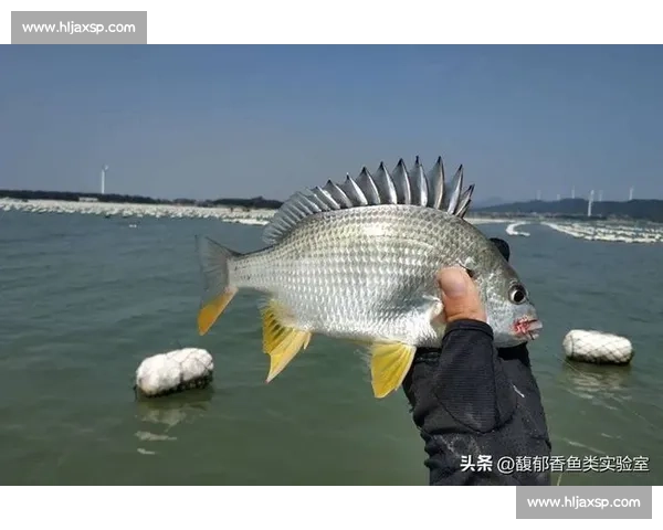 岱山海钓者意外发现:不同鱼类竟有独特 “语言”,百年渔谚暗藏声学密码 岱山海钓者意外发现:不同鱼类竟有独特 “语言”,百年渔谚暗藏声学密码